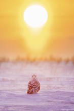 Snowy owl / polar owl / white owl / Arctic owl (Bubo scandiacus / Strix scandiaca) adult female on
