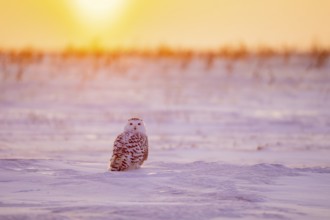 Snowy owl / polar owl / white owl / Arctic owl (Bubo scandiacus / Strix scandiaca) adult female on