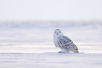Snowy owl / polar owl / white owl / Arctic owl (Bubo scandiacus / Strix nyctea / Strix scandiaca)