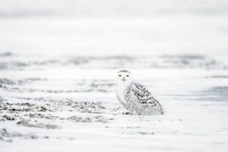 Snowy owl / white owl / polar owl / Arctic owl (Bubo scandiacus Strix scandiaca) showing camouflage