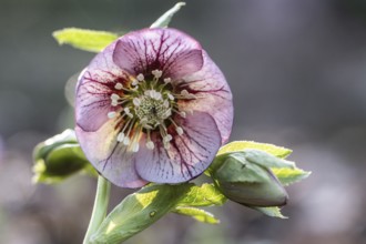 Lenzrose (Helleborus orientalis cultivar), Emsland, Lower Saxony, Germany