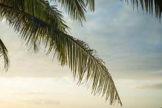 A peaceful sunrise behind a gently swaying palm tree in Thailand. The sky is painted with soft hues