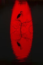 A heron perches on a branch silhouetted against a vibrant red reflection on water of sun at sunset.