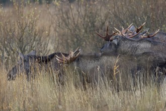 Four moose bulls (Alces alces) follow a moose cow during the rut and surprisingly there are no