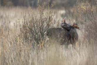 Relaxed, a bull moose (Alces alces) grazes the branches of a willow, rutting season, moose rut,