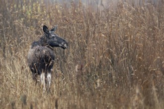 Moose cow (Alces alces) in a reed belt, rutting season, moose rut, October, Denmark