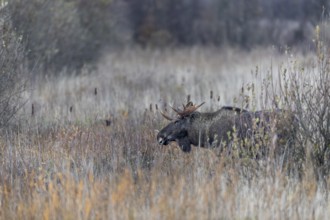 The bull moose (Alces alces) has stepped out of the willow thicket and is looking for food in a