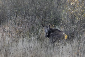 A cow moose (Alces alces) has cautiously stepped out of cover and is looking in my direction,