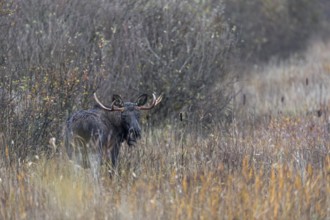 A bull moose (Alces alces) has stepped out of the willow thicket and is looking for food in a