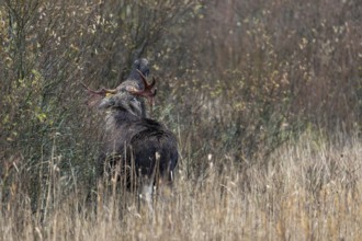 The bull moose (Alces alces) stands fleeing at the edge of the pasture thicket, rutting season,