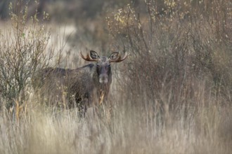 The first moose bull (Alces alces) has lost interest in the moose cow and moves away from the