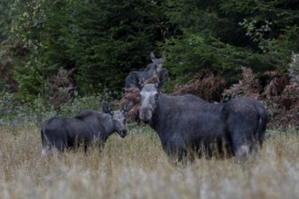 Elk cow (Alces alces) with calves in an oat field, game damage, animal kids, September, Sweden