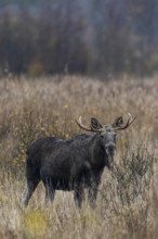 The bull moose (Alces alces) looks at the photographer with interest, rutting season, moose rut,