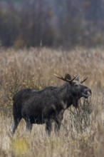 A bull moose (Alces alces) grazes the branches of a willow, rutting season, moose rut, October,