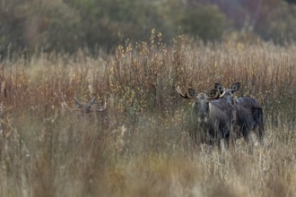 Even animals as large as moose (Alces alces) are difficult to spot in the reeds, rutting season,