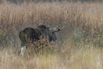 A bull moose (Alces alces) shakes the rainwater out of its fur, rain, rutting season, moose rut,