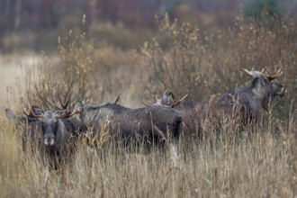 In contrast to other deer species, fights between bull moose (Alces alces) are much rarer during