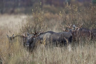 A moose bull (Alces alces) follows the moose cow with interest, the other bulls show much less