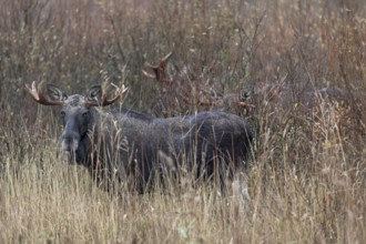 Bull moose (Alces alces) can only be observed standing close together during the rut, the rest of