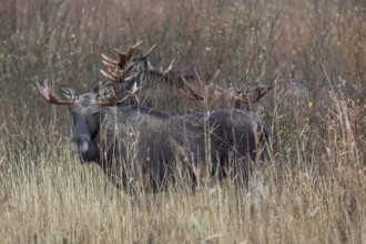 These four bull moose (Alces alces) accompany a cow moose, rutting season, moose rut, October,