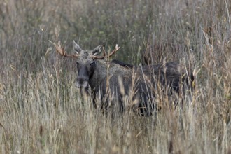 The bull moose (Alces alces) looks attentively at the photographer, rutting season, moose rut,