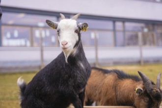 Close-up of a goat outside a farm with other animals, Schlehengäu Grund Schule Gechingen, Calw