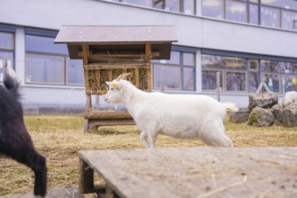 A white goat runs across the meadow next to a wooden shelter on the farm, Schlehengäu Grund Schule