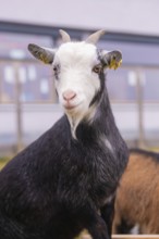 Portrait of a black and white goat with a friendly expression, Schlehengäu Grund Schule Gechingen,