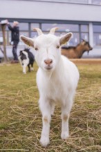 A white goat with horns stands in a meadow and looks curiously at the camera, Schlehengäu Grund