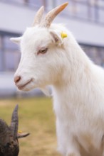 Close-up of a white goat with yellow ear clip on the meadow, Schlehengäu Grund Schule Gechingen,