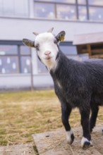 Curious black and white goatling in a meadow, Schlehengäu Grund Schule Gechingen, Calw district,