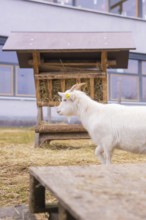 White goat next to a hay rack on the meadow in front of a building, Schlehengäu Grund Schule
