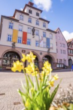 Main entrance of a city building with flags in spring and yellow flowers in the foreground, Calw,