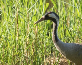 Crane (Grus grus) foraging in reeds, reed (Phragmites australis), Lower Saxony, Germany