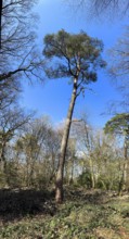 Solitary tall Scots pine (Pinus silvestris) standing in a small clearing in spring, mixed deciduous