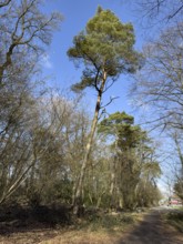 Very tall Scots pine (Pinus silvestris) Pine with green tree crown stands next to hiking trail on