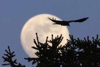 A bird flies along in front of the passing full moon. The full moon in March is also called a worm