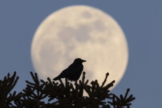 A bird sits on the top of a tree while the full moon passes behind them. The full moon in March is