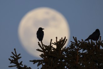 Two birds sit on the top of a tree while the full moon passes behind them. The full moon in March