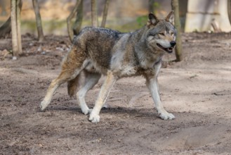 A Eurasian gray wolf (Canis lupus lupus) runs across a dry forest floor. Transylvania, Romania