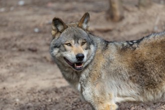 A Eurasian gray wolf (Canis lupus lupus) stands on dry forest floor. Transylvania, Romania