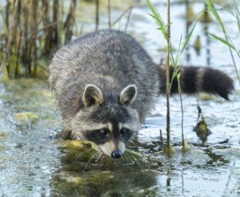 Raccoon (Procyon lotor), foraging in the shallow water zone of a lake, Lower Saxony, Germany