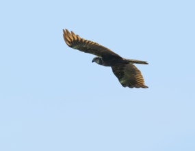 Marsh harrier (Circus aeruginosus), female in flight looking for food, blue sky, Lower Saxony