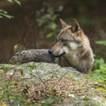 Wolf (Canis lupus) standing in the forest and looking attentively, captive, Bavarian Forest