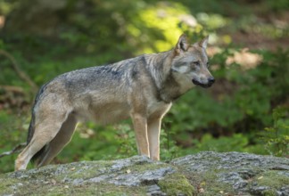 Wolf (Canis lupus) standing on a moss-covered rock and looking attentively, captive, Bavarian