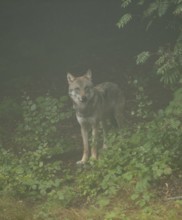 Wolf (Canis lupus) standing in the forest and looking attentively, fog in the forest, captive,