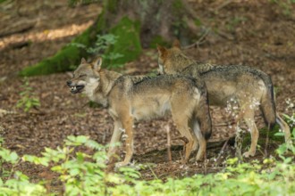 Wolf (Canis lupus) two wolves standing in the forest, one wolf baring its teeth, captive, Bavarian