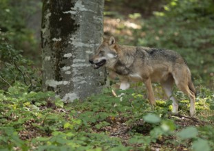 Wolf (Canis lupus) running through the forest, captive, Bavarian Forest National Park, Bavaria,