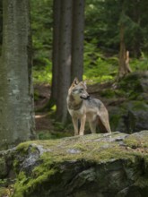 Wolf (Canis lupus) standing on a moss-covered rock and looking attentively, captive, Bavarian