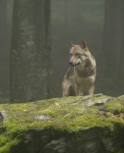 Wolf (Canis lupus) standing on a moss-covered rock and looking attentively, fog in the forest,